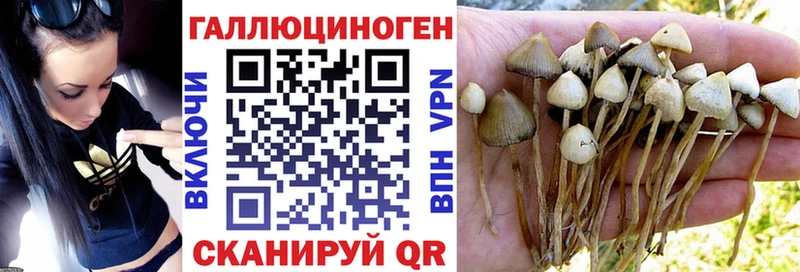 где найти наркотики  Невинномысск  Галлюциногенные грибы Psilocybine cubensis 